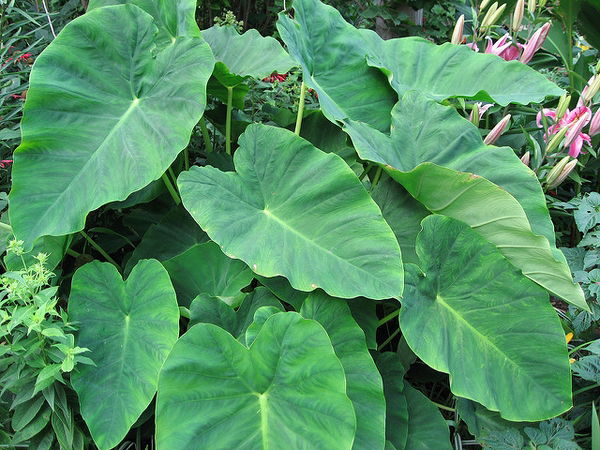 The image shows colocasia leaves or tero a local goan monsoon ingredient