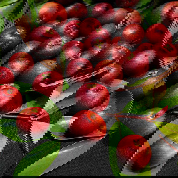 The image shows fresh kokum a local goan monsoon ingredient