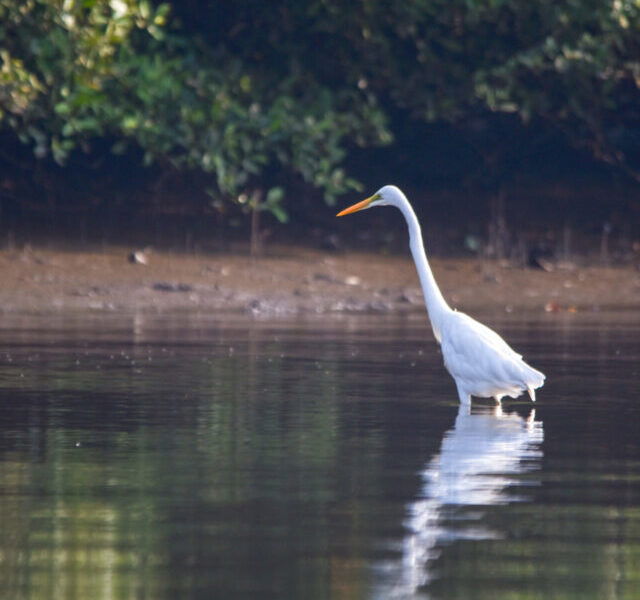 Birdwatching in Goa’s Sanctuaries