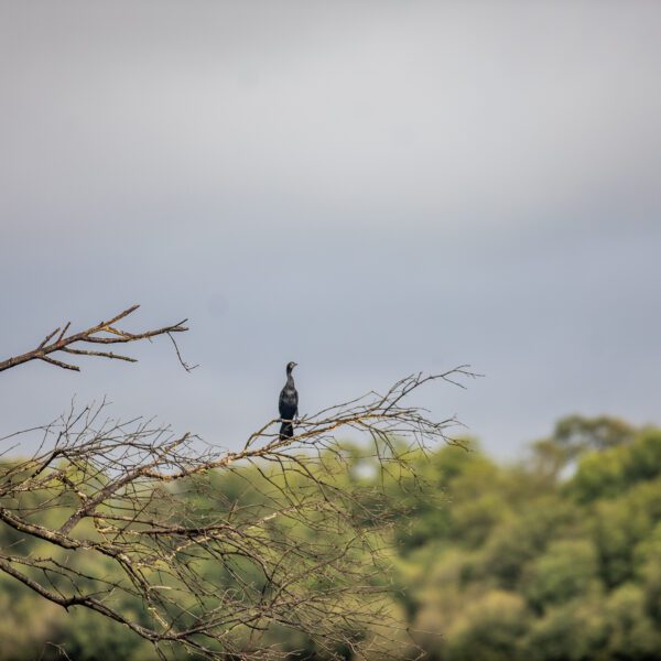 Top Wetland Birding Destinations Around the World