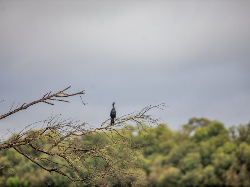 Top Wetland Birding Destinations Around the World