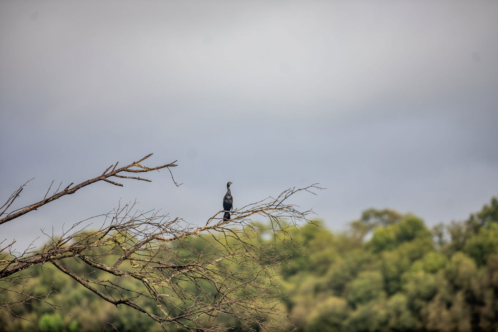 Top Wetland Birding Destinations Around the World