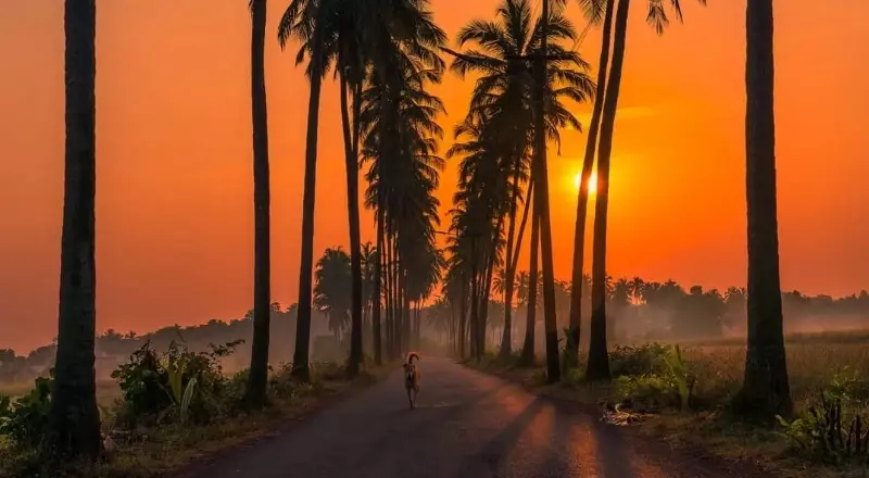 Things to do in North Goa: Visit Parra Road