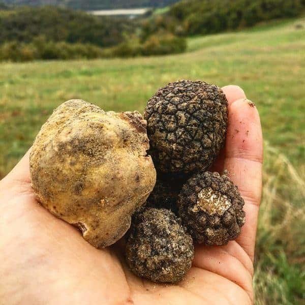 Truffle Hunt @ Italy - Tour