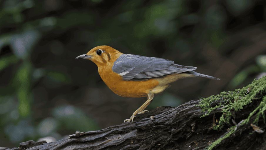 The Jungle Birding Experience At Tambdi Surla - Tour