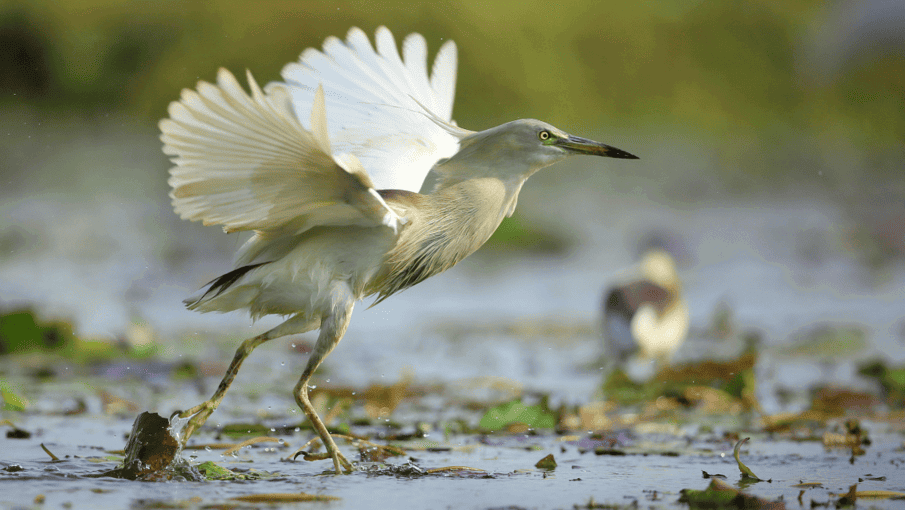 The Wetland Birding Experience - Tour